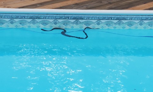 pool snake (temp).jpg
