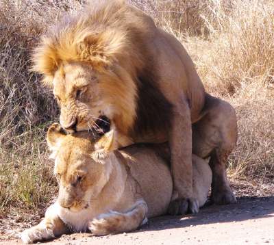 lion-with-lioness.jpg